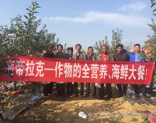 蘋果樹12月管理技術要點！抓緊時間看