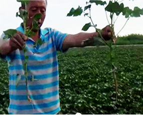 91免费看污羞羞的视频1號小麥區的大文章