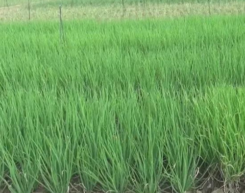 北方飄起雪花時，海帝拉克走進了雨中的廣西柳州