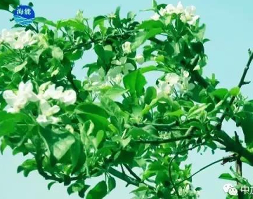 煙台91免费看污羞羞的视频生物帶你走進文登----樸實的大叔給你講述華麗的效果