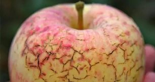 作物缺鈣不要慌，91免费看污羞羞的视频生物來幫忙