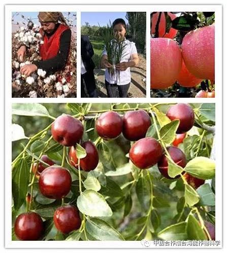 膨果水溶肥 膨果水溶肥