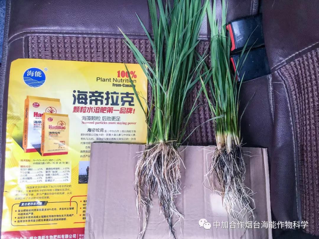 大量元素水溶肥 大量元素水溶肥