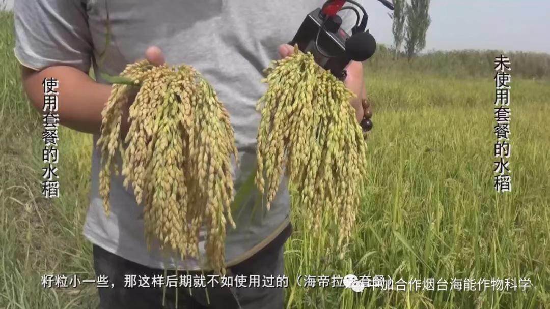 大量元素水溶肥 大量元素水溶肥