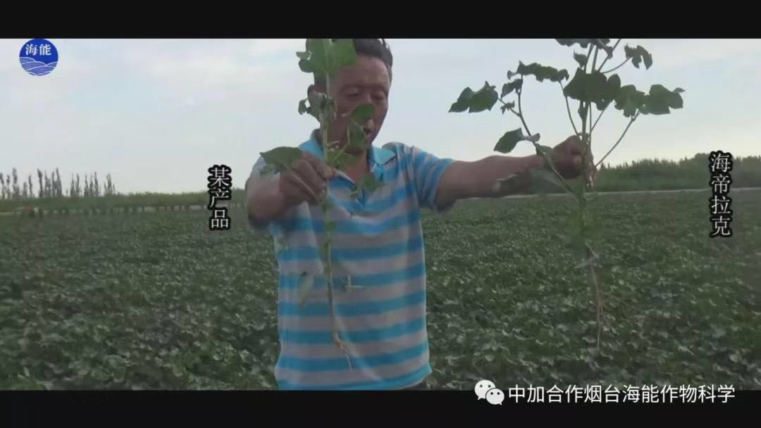 顆粒水溶肥 顆粒水溶肥