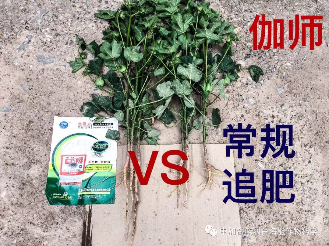 顆粒水溶肥 顆粒水溶肥