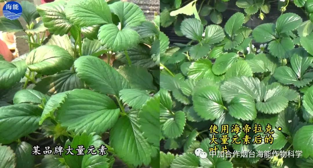 大量元素水溶肥 大量元素水溶肥