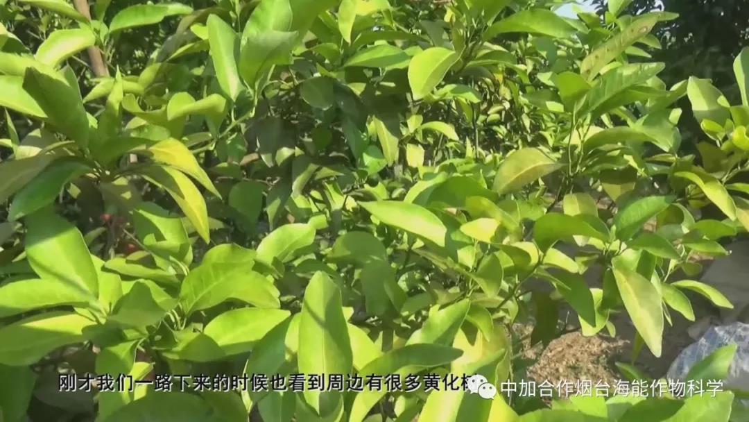 顆粒水溶肥 顆粒水溶肥