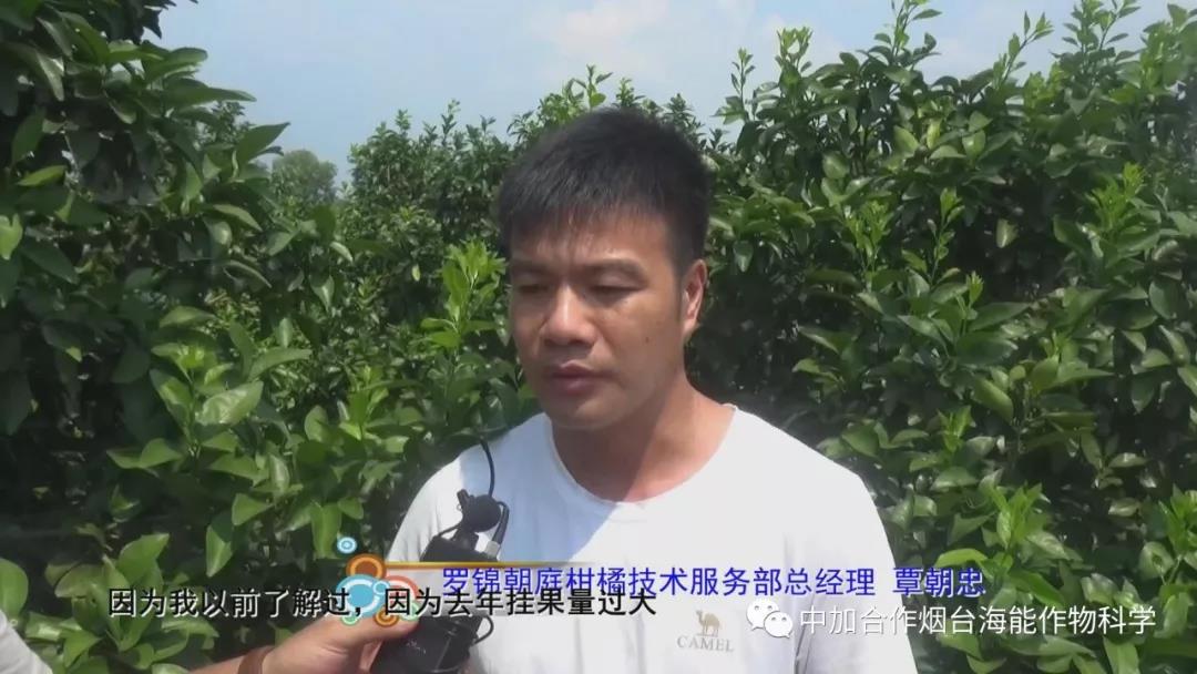 顆粒水溶肥 顆粒水溶肥