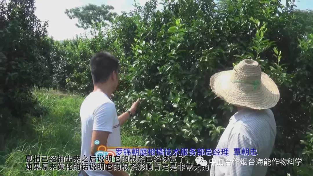 顆粒水溶肥 顆粒水溶肥