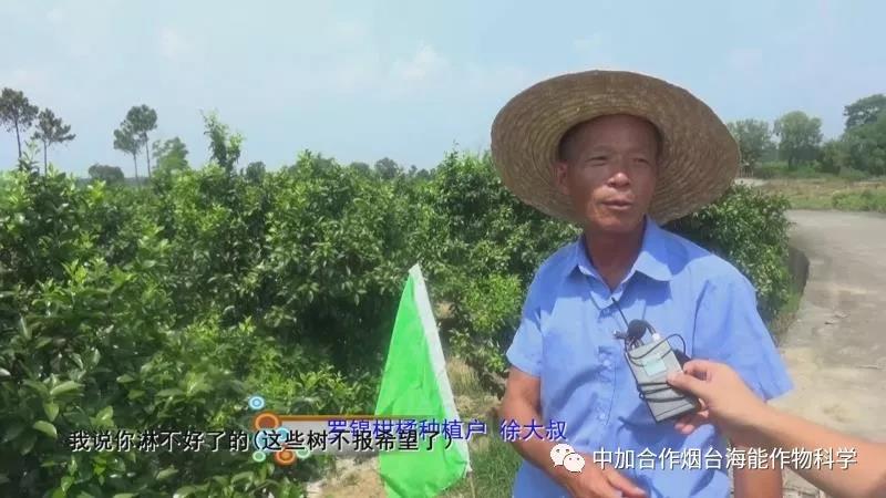 顆粒水溶肥 顆粒水溶肥