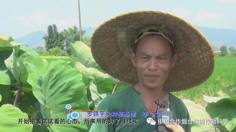 顆粒水溶肥 顆粒水溶肥