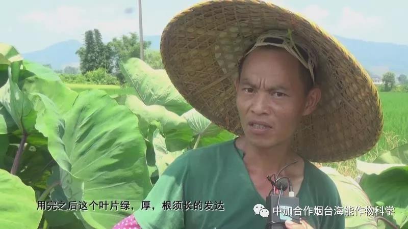 顆粒水溶肥 顆粒水溶肥