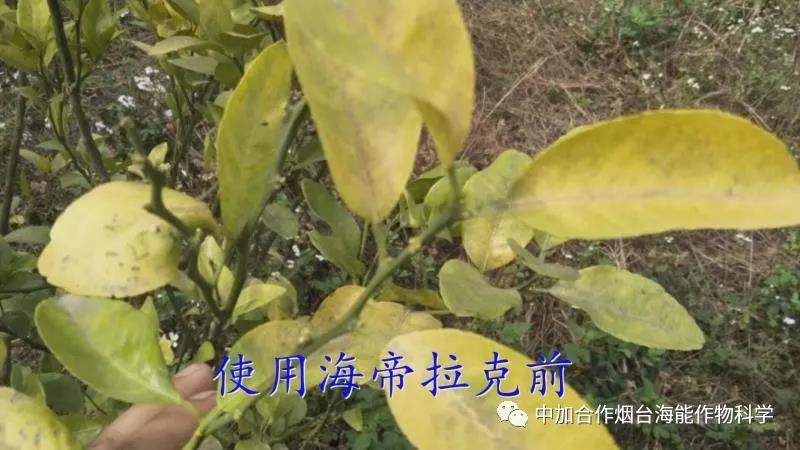 顆粒水溶肥 顆粒水溶肥