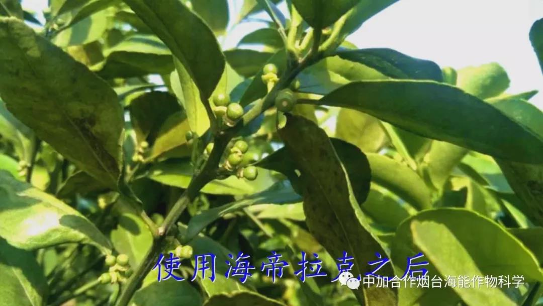 顆粒水溶肥 顆粒水溶肥