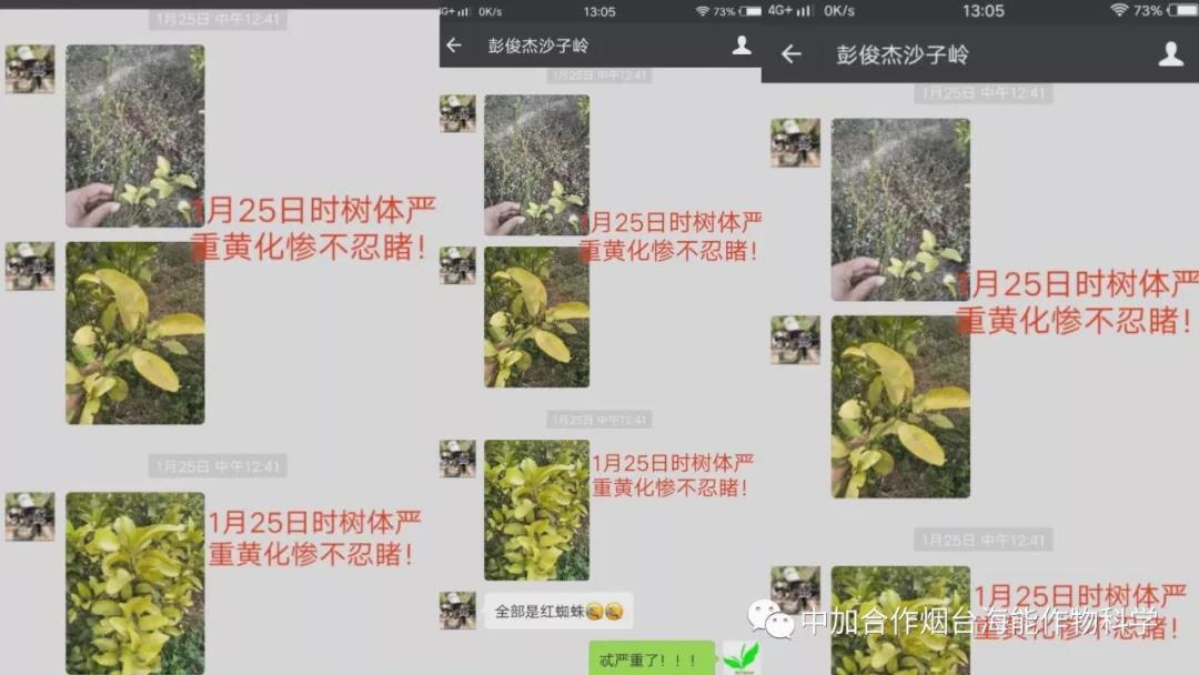 顆粒水溶肥 顆粒水溶肥