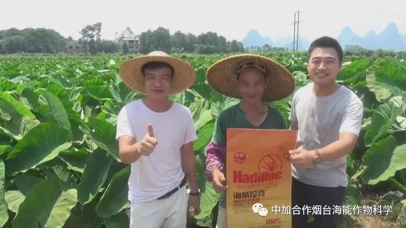 顆粒水溶肥 顆粒水溶肥