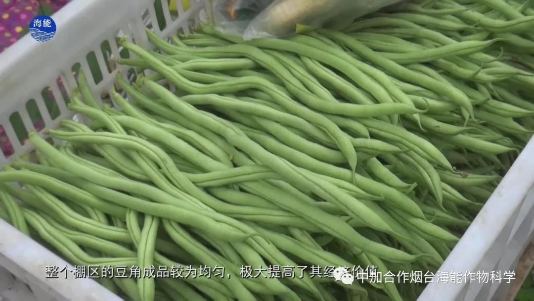 顆粒水溶肥 顆粒水溶肥