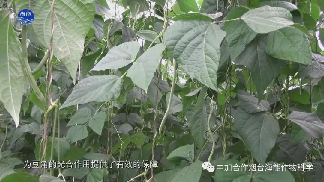 顆粒水溶肥 顆粒水溶肥