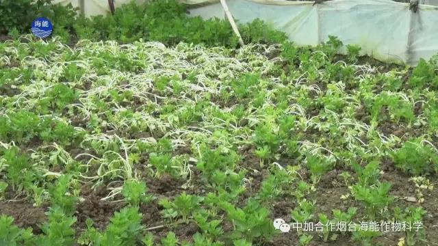 顆粒水溶肥 顆粒水溶肥