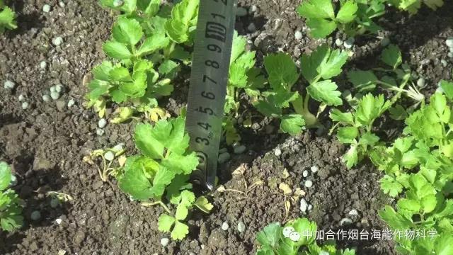 顆粒水溶肥 顆粒水溶肥