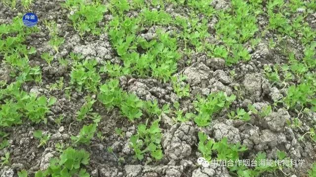 顆粒水溶肥 顆粒水溶肥