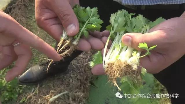 顆粒水溶肥 顆粒水溶肥