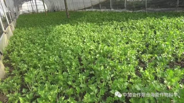顆粒水溶肥 顆粒水溶肥