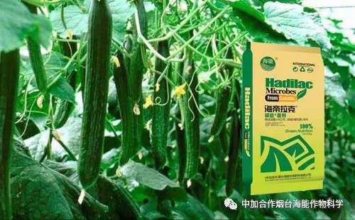 膨果水溶肥 膨果水溶肥