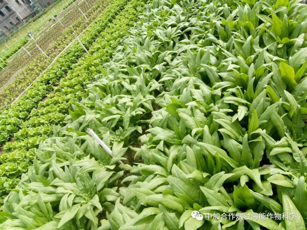 膨果水溶肥 膨果水溶肥