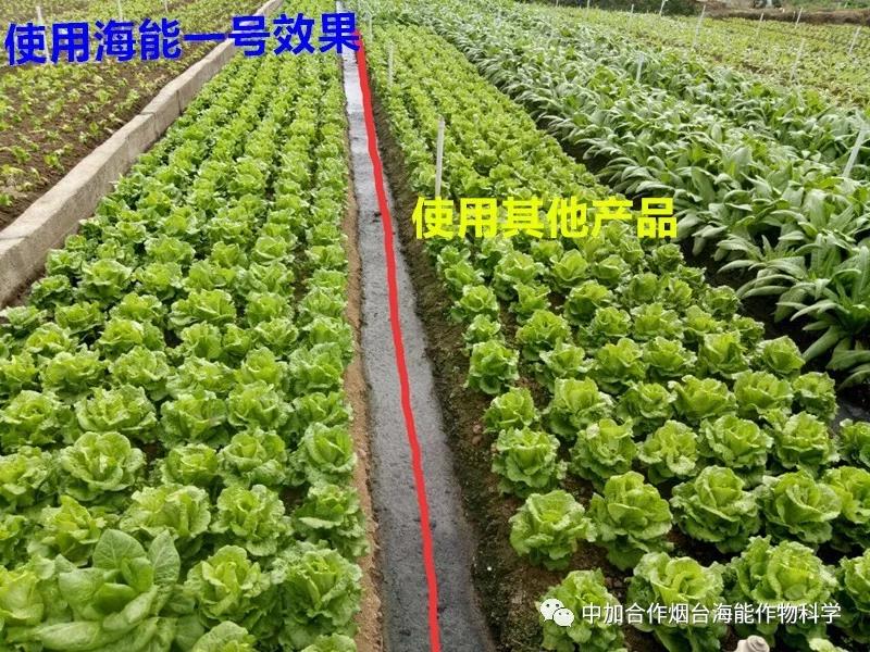 膨果水溶肥 膨果水溶肥