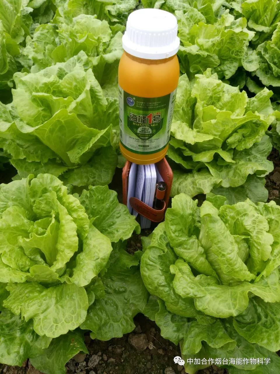 膨果水溶肥 膨果水溶肥