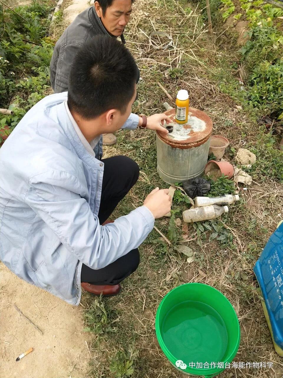 膨果水溶肥 膨果水溶肥