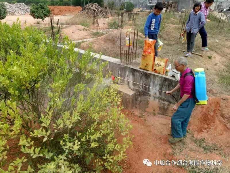 膨果水溶肥 膨果水溶肥