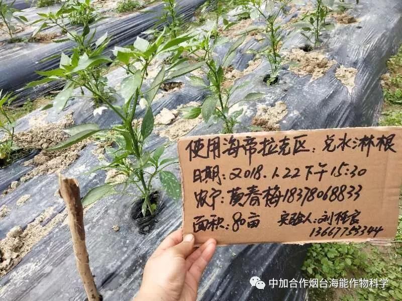 膨果水溶肥 膨果水溶肥