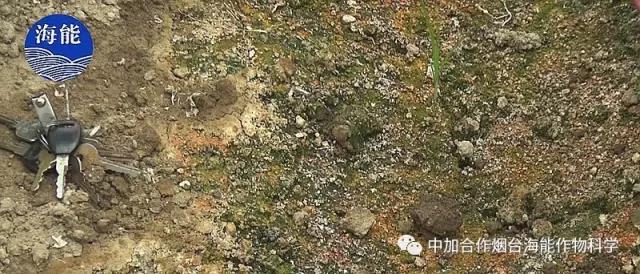 大量元素水溶肥 大量元素水溶肥