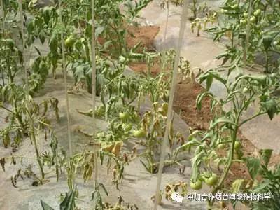 大量元素水溶肥 大量元素水溶肥