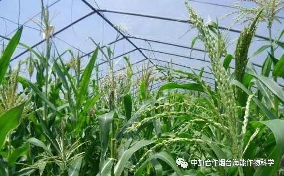 大量元素水溶肥 大量元素水溶肥