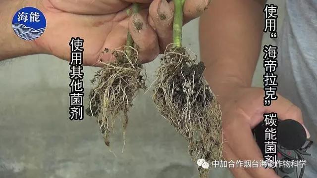 大量元素水溶肥 大量元素水溶肥