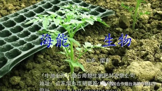 大量元素水溶肥 大量元素水溶肥