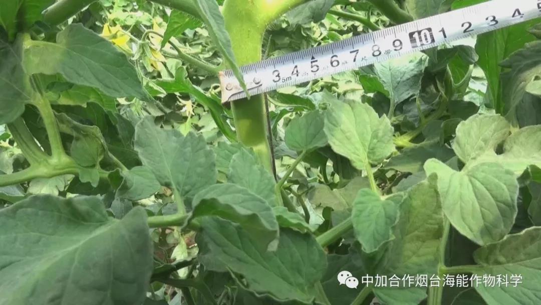 膨果水溶肥 膨果水溶肥