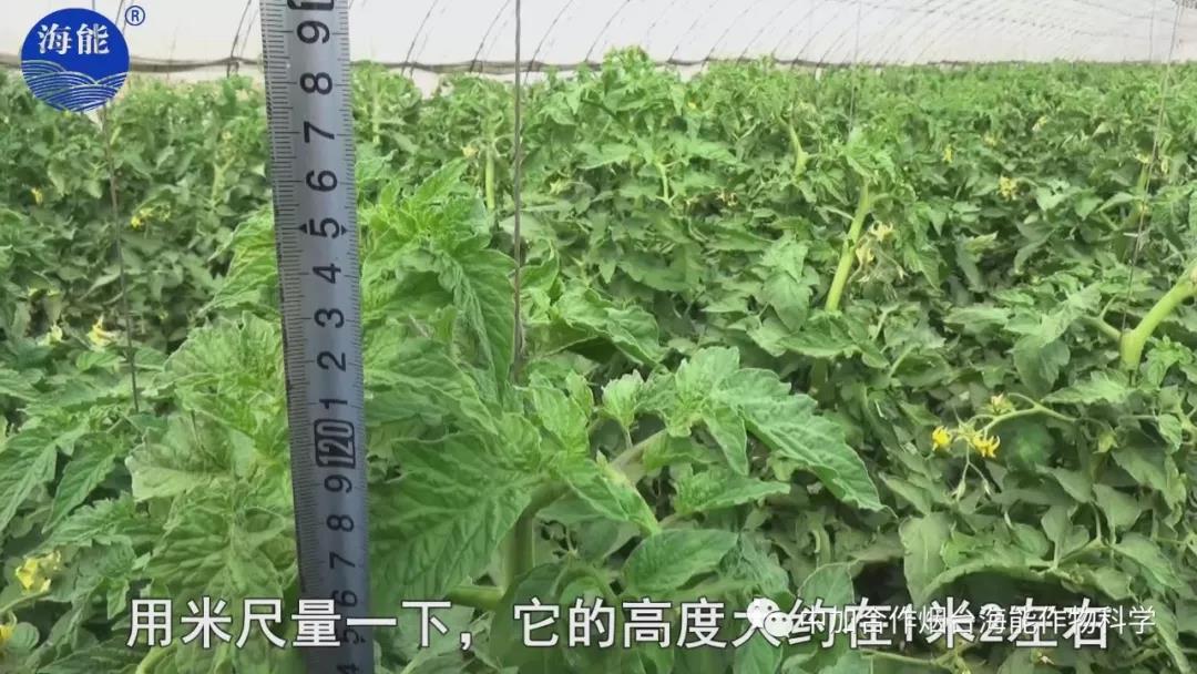 膨果水溶肥 膨果水溶肥
