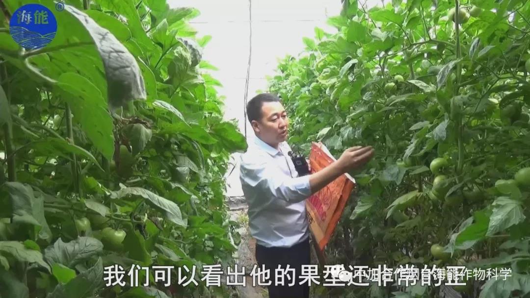 膨果水溶肥 膨果水溶肥