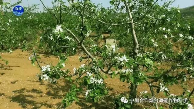 膨果水溶肥 膨果水溶肥