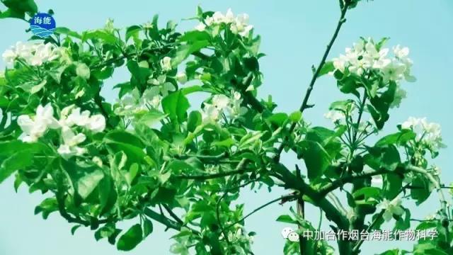 膨果水溶肥 膨果水溶肥