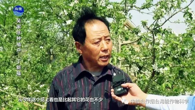 膨果水溶肥 膨果水溶肥