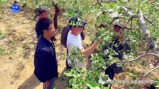 膨果水溶肥 膨果水溶肥