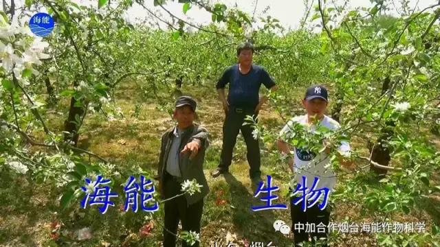 膨果水溶肥 膨果水溶肥