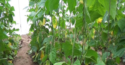 膨果水溶肥 膨果水溶肥