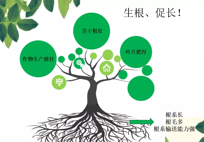 海帝拉克海藻碳的神奇功效！